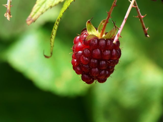 Raspberry ketone