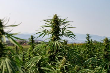 CBD : cadre légal en France !