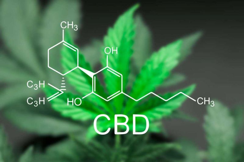 Quel est le rôle du cannabidiol dans le métabolisme ?